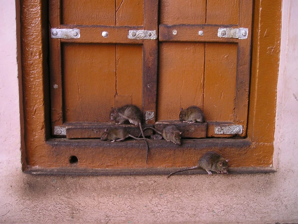 Dangers of Rat Infestation
