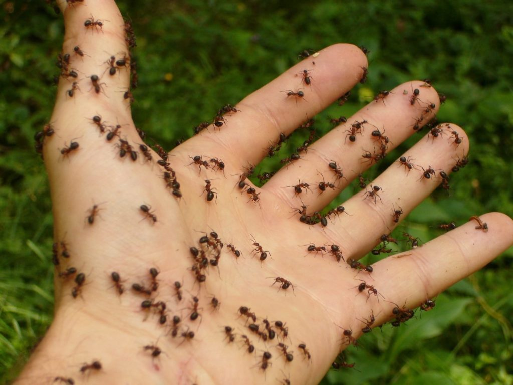 How Do You Stop an Ant Infestation?