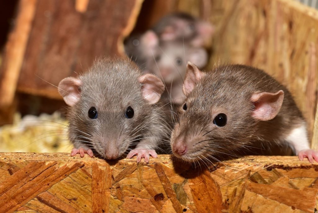 How do you stop a rat infestation