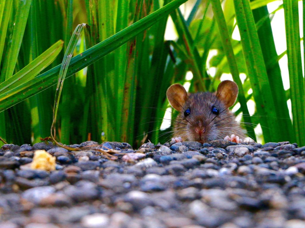 How to keep rats out of a garden