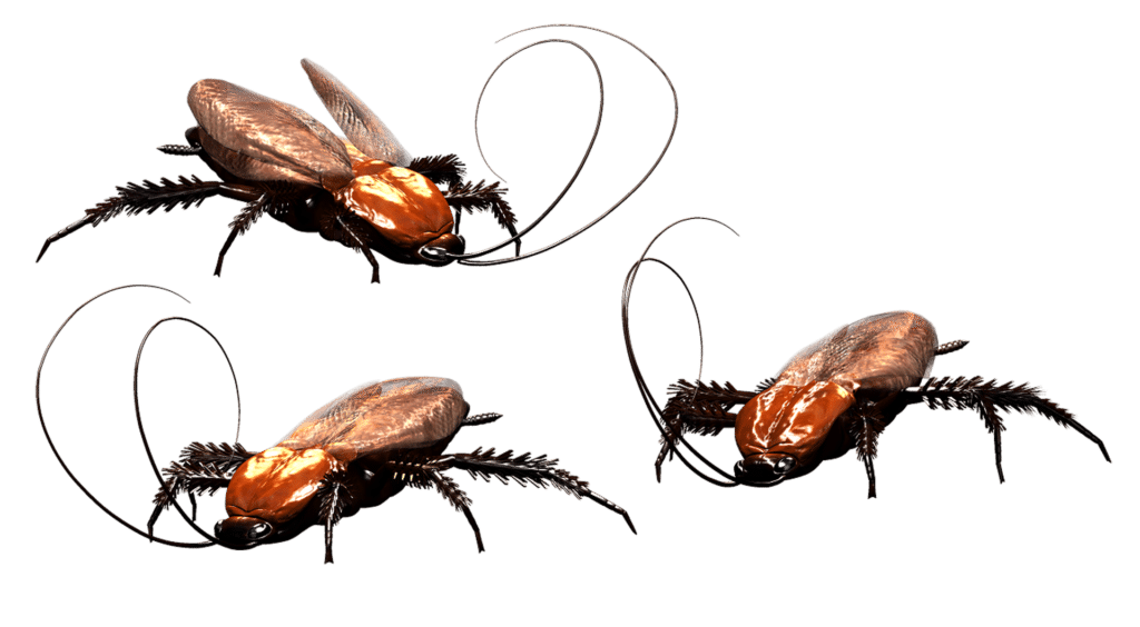 What attracts cockroaches in your home
