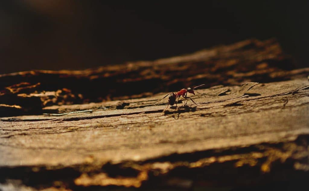 Where Do Ants Hide in Your House?