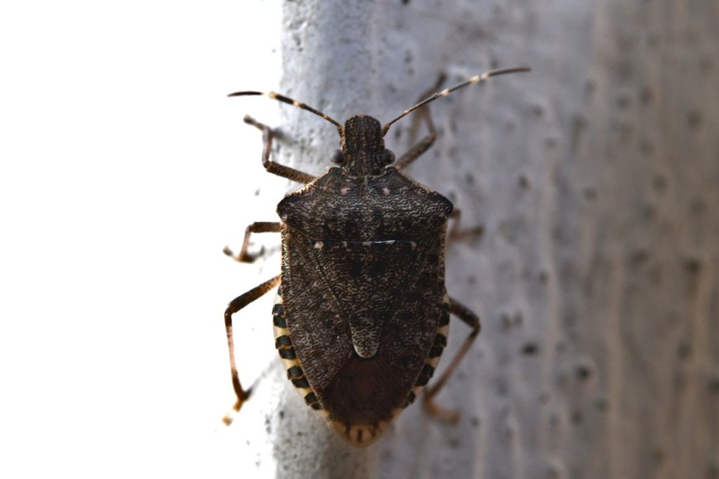 Bed Bug Prevention Tips