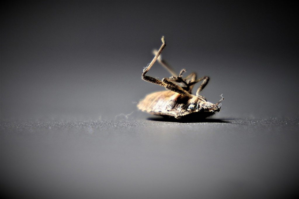 Effective Bed Bug Control