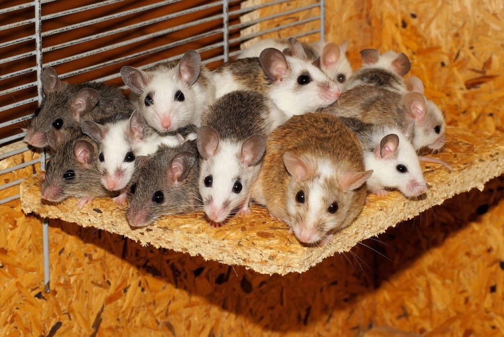 How to Protect Your Garden from Mice Infestation