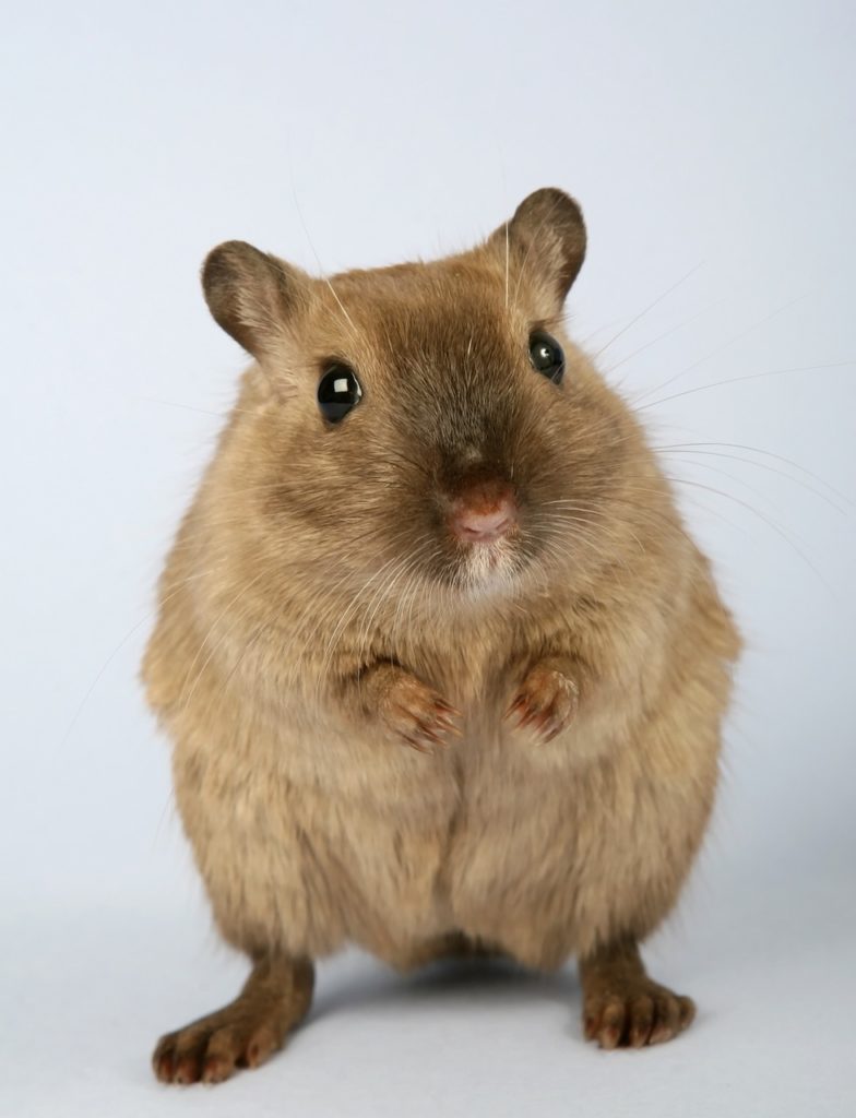 Most Common Pests in Cambridge, Ontario