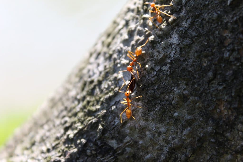 The Signs of an Ant Infestation