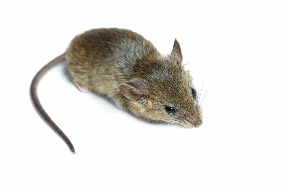 Are Electronic Mouse Traps Effective?