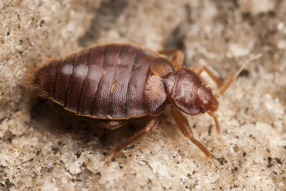 Can Bed Bugs Also Come On My Pets?