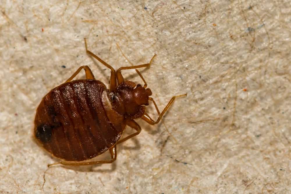 Can I Buy Bed Bug Repellants Online?