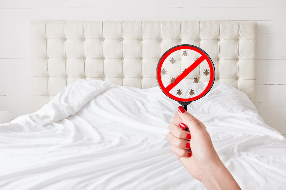 Can I Spray Cockroach Repellant To Kill Bed Bugs? 