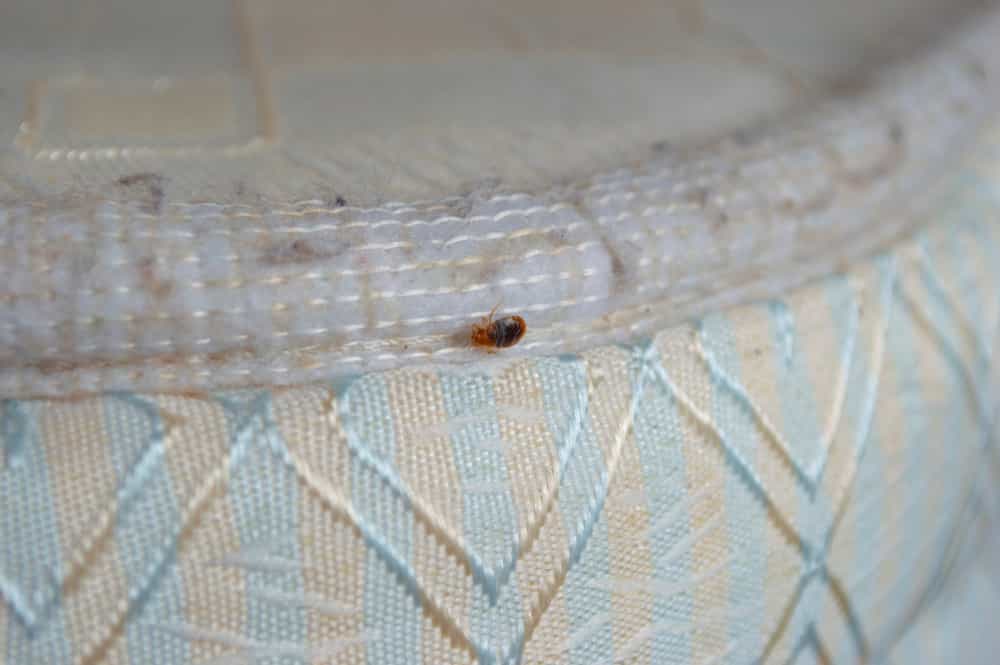Can I kill Bed Bugs With Heat? If So, How?  