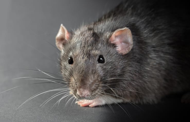 Do We Really Get Sick from Rat Feces Laying Around?