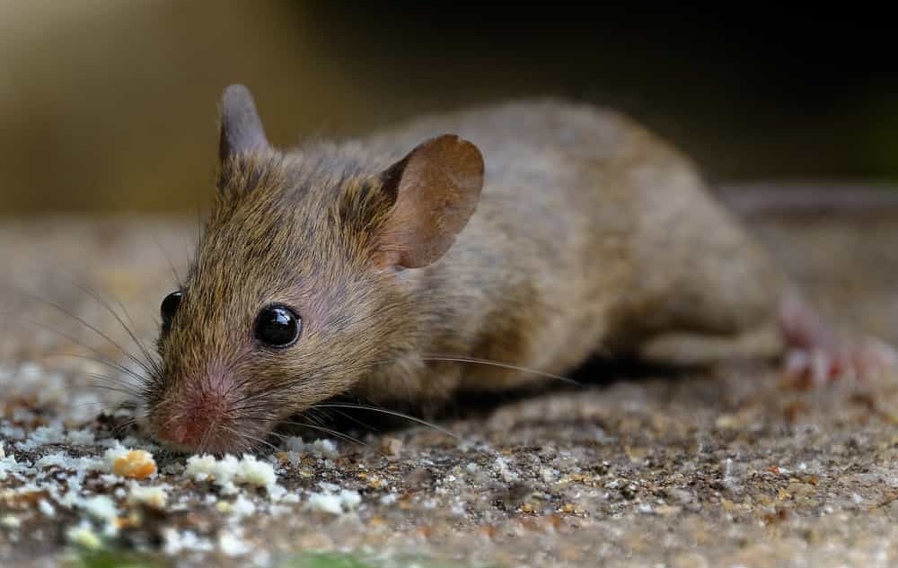 How Come I Have to Change my Mice Bait Often? 
