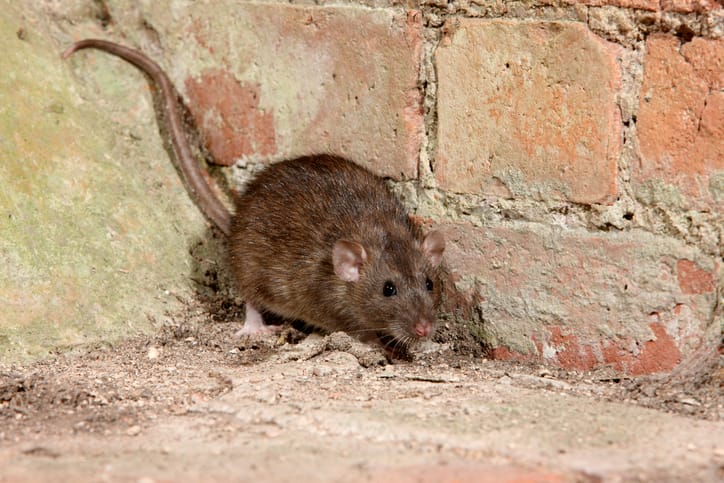 How to Tell the Difference Between Moles and Rat Burrows?