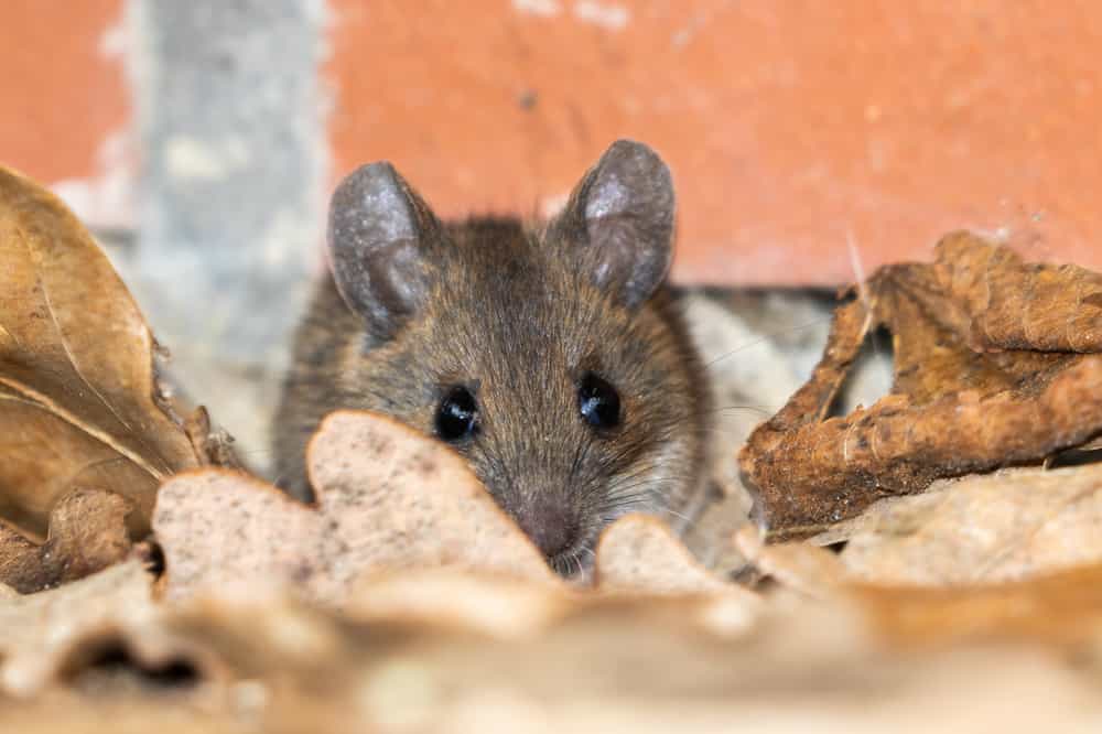 Is My Landlord Responsible for Mice Control?