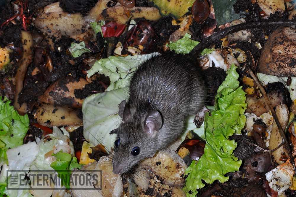 Is There A Difference in Odour Between a Dead Mouse and a Dead Rat?