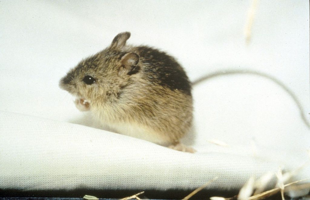 Is There a Difference Between Mouse and Rat Traps? 
