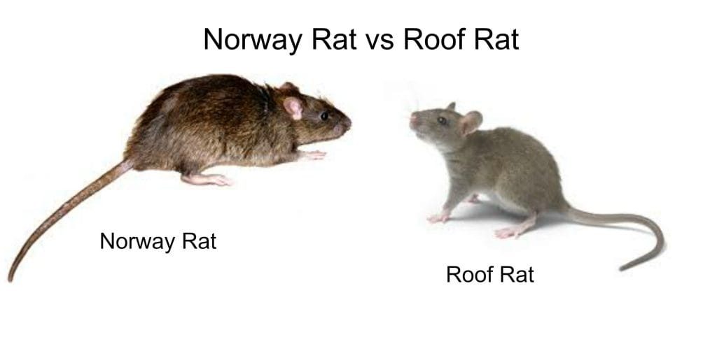Roof-Rat-vs-Norway-Rat-Control-cambridge