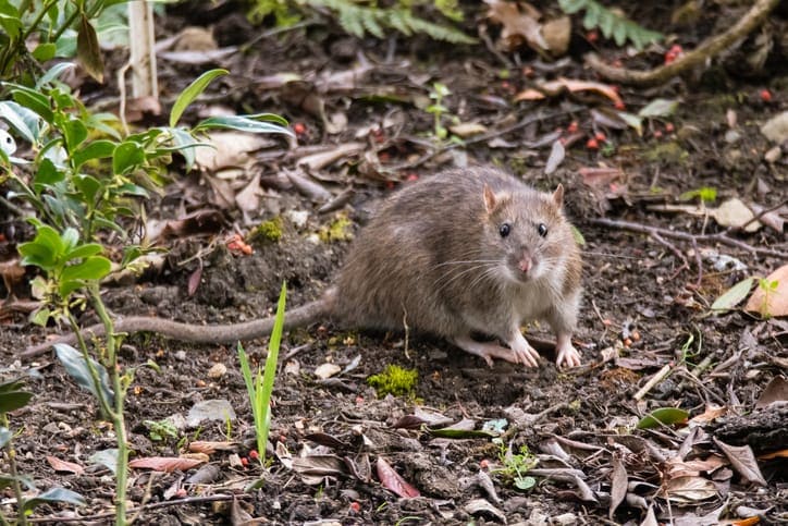 Which Works Better on Rats Bait or Traps