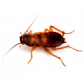 brown-banded-cockroach-control-cambridge