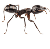 carpenter-ant-control-cambridge