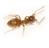 citronella-ant-control-cambridge