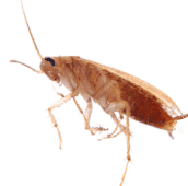 cockroach-control-pest-control-cambridge