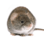 mouse-control.png