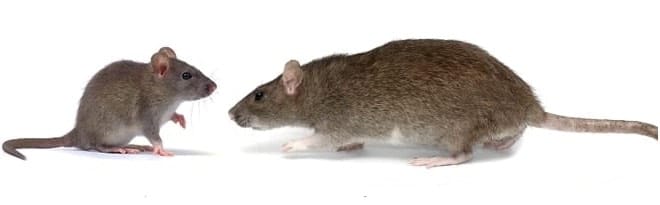 mouse_vs_rat-control-cambridge