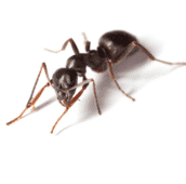 pavement-ant-control-cambridge