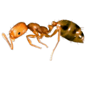 pharaoh-ant-control-cambridge