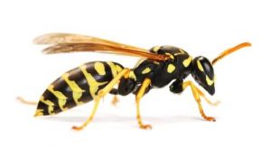 wasp-removal-cambridge
