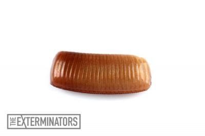 Cockroach-Egg-exterminator-cambridge