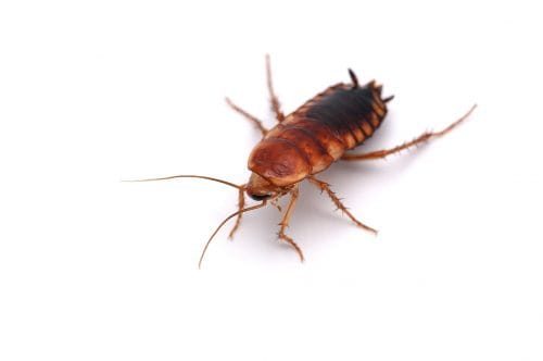 Get-Rid-of-the-Cockroaches-Exterminator-cambridge