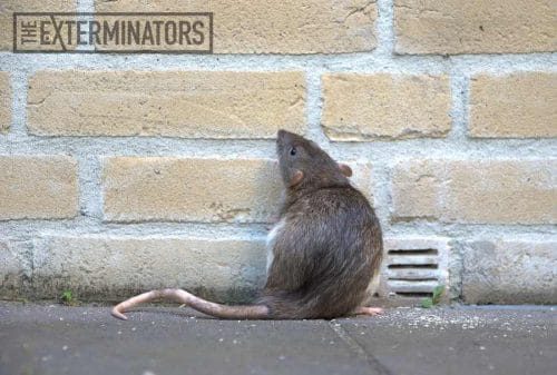 rat-removal-cambridge
